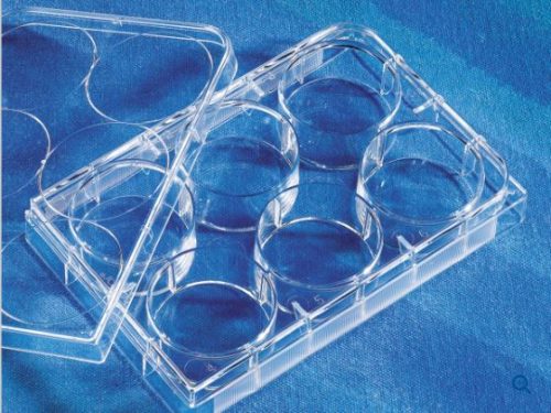 Corning® CellBIND® 12-well Clear Multiple Well Plates, Flat Bottom, with Lid, Sterile (3336)
